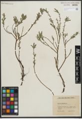 Foto von Salix repens subsp. rosmarinifolia (L.) Andersson